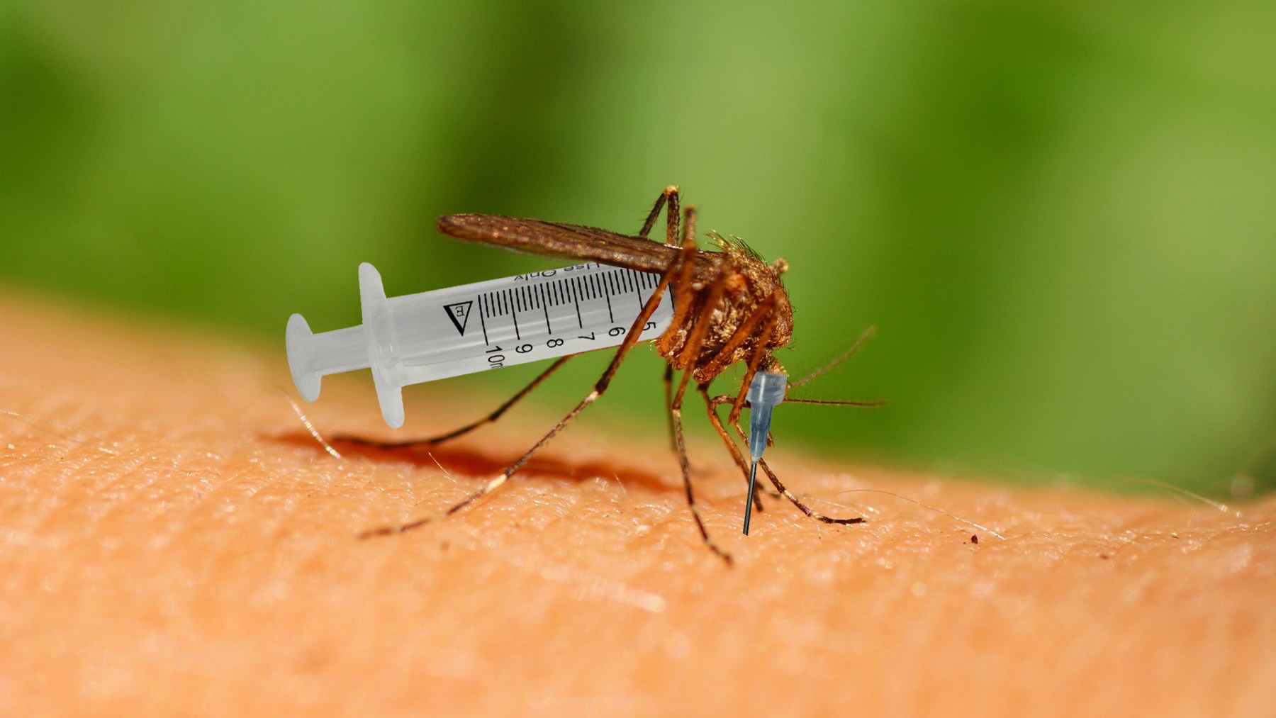 Plošné očkování skalních odpůrců zajistí geneticky modifikovaní komáři