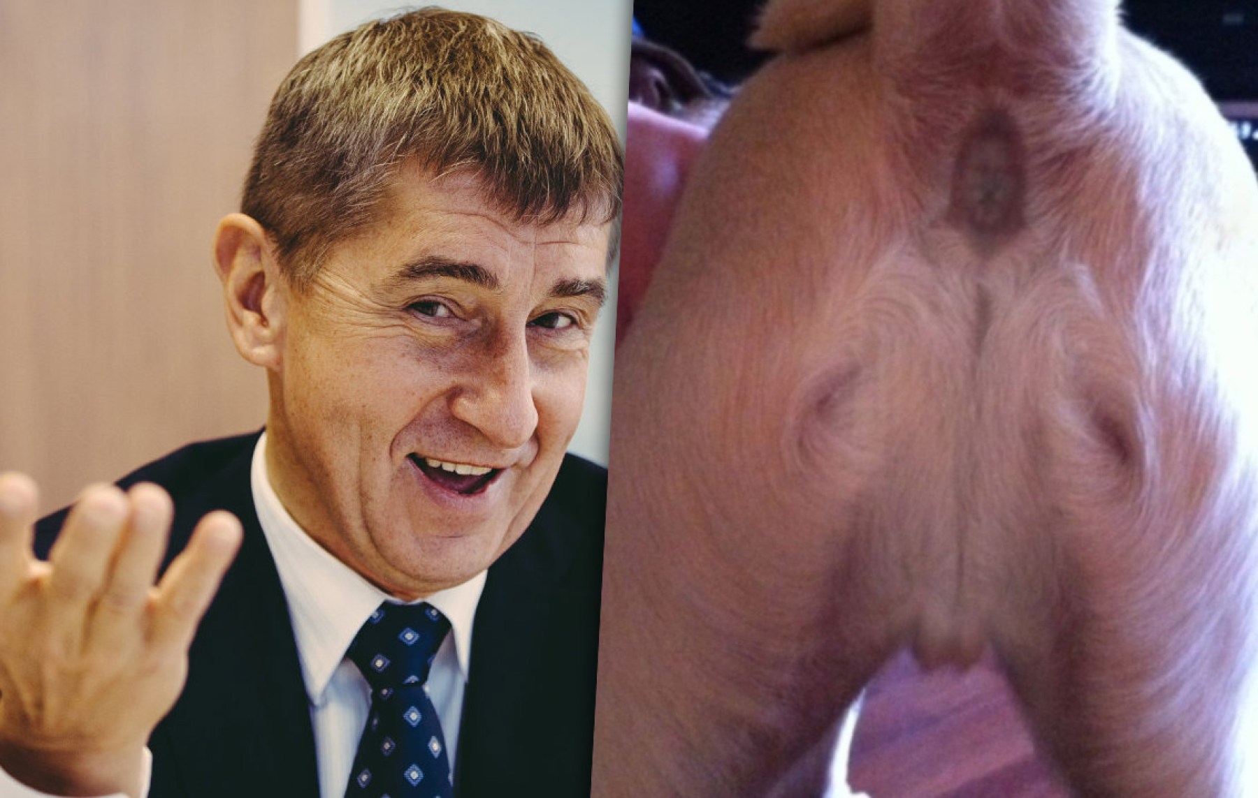 Nevinnost Andreje Babiše potvrdil Bůh. Ježíš se zjevil na zadku Andyho čokla!