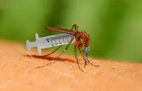 Plošné očkování skalních odpůrců zajistí geneticky modifikovaní komáři